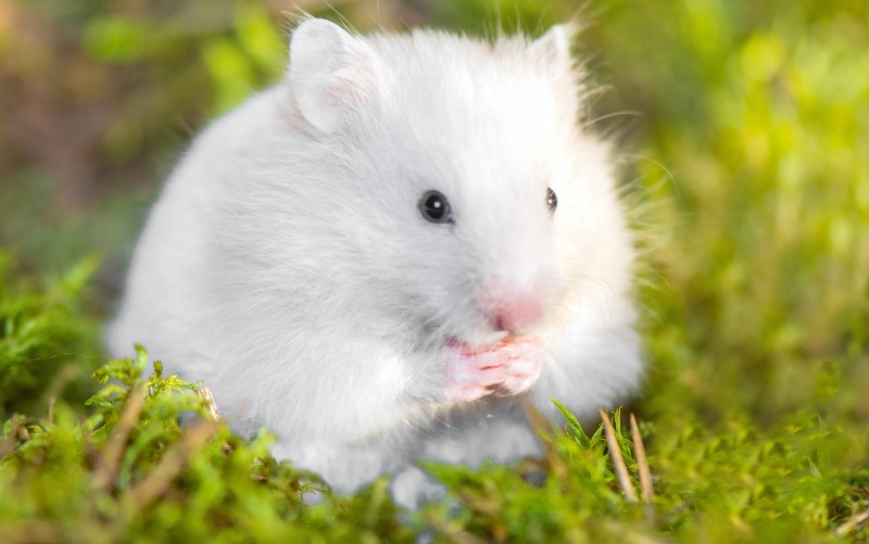 Cosham Pets Portsmouth Hamster gerbil rodent mouse mice rat degu ferret